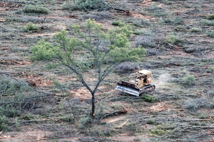 deforestacion-de-bosque-nativo-en-el-norte-de-Argentina-696x464