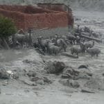 MAZAMORRA