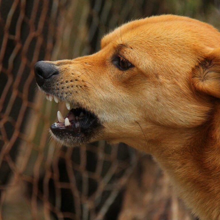perro